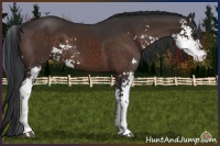 Horse Color:Brown Sabino