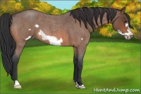 Horse Color:Bay Roan Frame