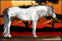 Horse Color:Brown Sabino Tobiano Appaloosa Rabicano 