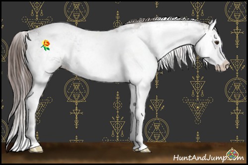 Horse Color:Liver Chestnut Sabino Splash