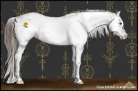 Horse Color:Liver Chestnut Sabino Splash 