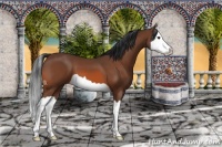 Horse Color:Bay Splash 