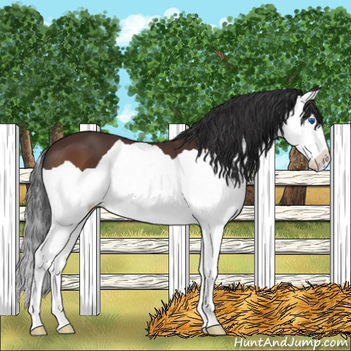 Horse Color:Bay Splash 