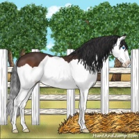 Horse Color:Bay Splash 
