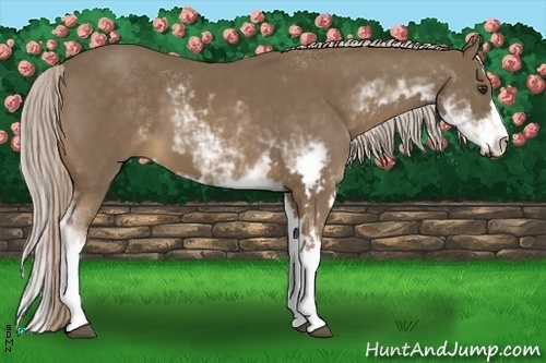 Horse Color:Chocolate Palomino Sabino Frame 