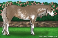 Horse Color:Chocolate Palomino Sabino Frame 