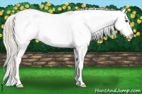 Horse Color:Palomino Roan Sabino Splash Appaloosa 