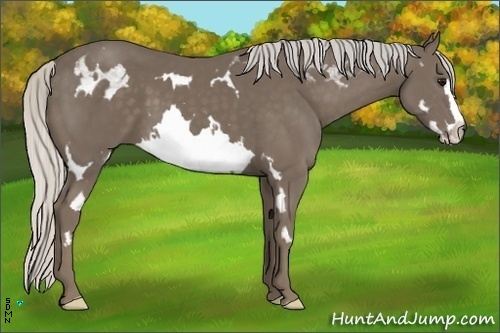 Horse Color:White Spotted Silver Smoky Black Splash Frame 
