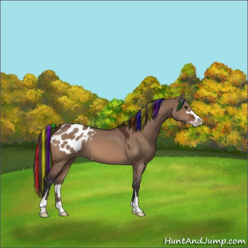 Horse Color:Painted Bay Dun Sabino Appaloosa 