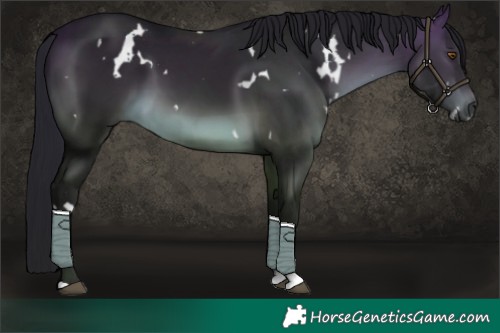 Horse Color:Gray White Spotted Buckskin