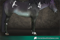 Horse Color:Gray White Spotted Buckskin 