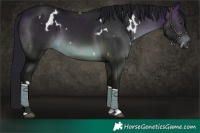 Horse Color:Gray White Spotted Buckskin 