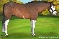 Horse Color:White Spotted Buckskin Splash 