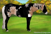 Horse Color:Chestnut Splash Tobiano