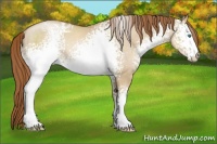 Horse Color:White Spotted Smoky Grullo Pearl Sabino Rabicano