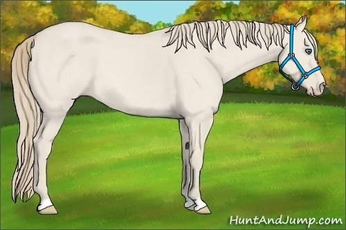 Horse Color:Smoky Creme Dun 