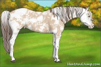 Horse Color:Bay Dun Sabino Varnish 