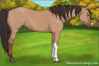 Horse Color:Bay Dun 