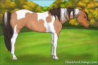 Horse Color:Buckskin Roan Tobiano 