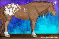 Horse Color:Chestnut Appaloosa