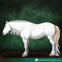 Horse Color:White Spotted Amber Cream Champagne Appaloosa 