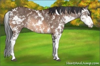 Horse Color:Bay Sabino 