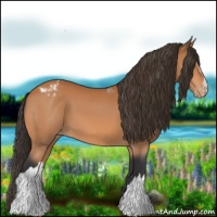 Horse Color:Bay Appaloosa