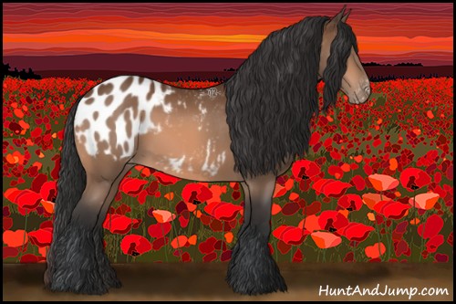 Horse Color:Bay Appaloosa 