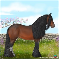 Horse Color:Bay Appaloosa Rabicano 