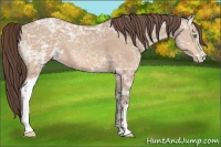 Horse Color:Amber Champagne Ice Sabino Appaloosa