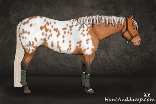 Horse Color:Silver Buckskin Roan Appaloosa 