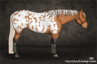 Horse Color:Silver Buckskin Roan Appaloosa 