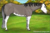Horse Color:Grullo Splash 