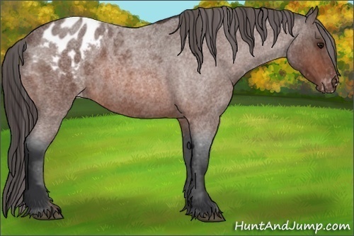 Horse Color:Bay Roan Appaloosa 