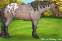 Horse Color:Bay Roan Appaloosa