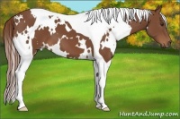 Horse Color:White Spotted Chestnut Tobiano 