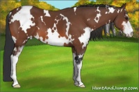 Horse Color:White Spotted Bay Sabino