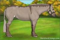 Horse Color:Silver Grullo