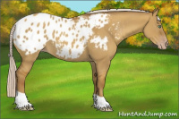 Horse Color:Gray Silver Classic Cream Champagne Dun Appaloosa 