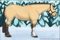 Horse Color:Buckskin Dun