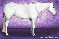 Horse Color:Bay Dun Appaloosa 