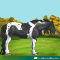 Horse Color:Black Tobiano 