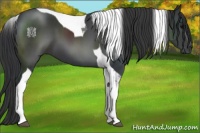 Horse Color:Black Tobiano 