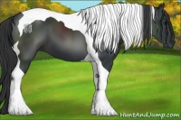 Horse Color:Black Tobiano