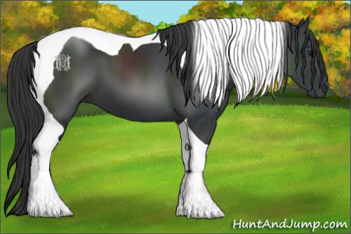 Horse Color:Black Tobiano 