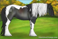 Horse Color:Black Tobiano 