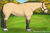 Horse Color:Buckskin Dun 