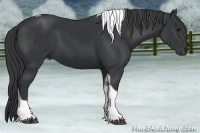 Horse Color:Black Tobiano Rabicano