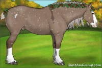 Horse Color:Silver Grullo Splash Appaloosa 