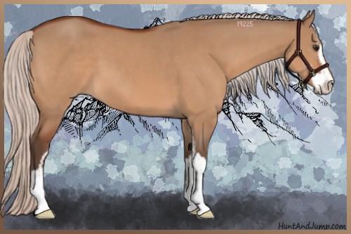 Horse Color:Silver Bay Dun Sabino 